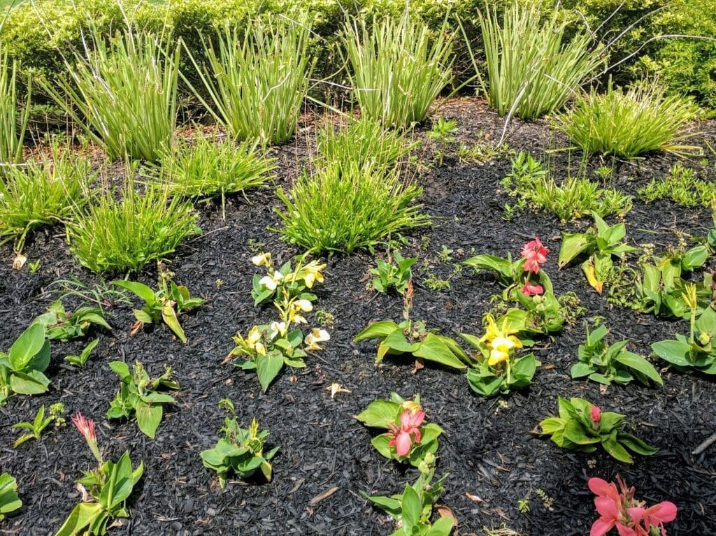 Grass with Deer Solution Repellent