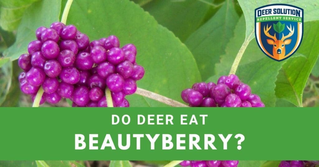 Do Deer Eat Beautyberry? Deer Solution®