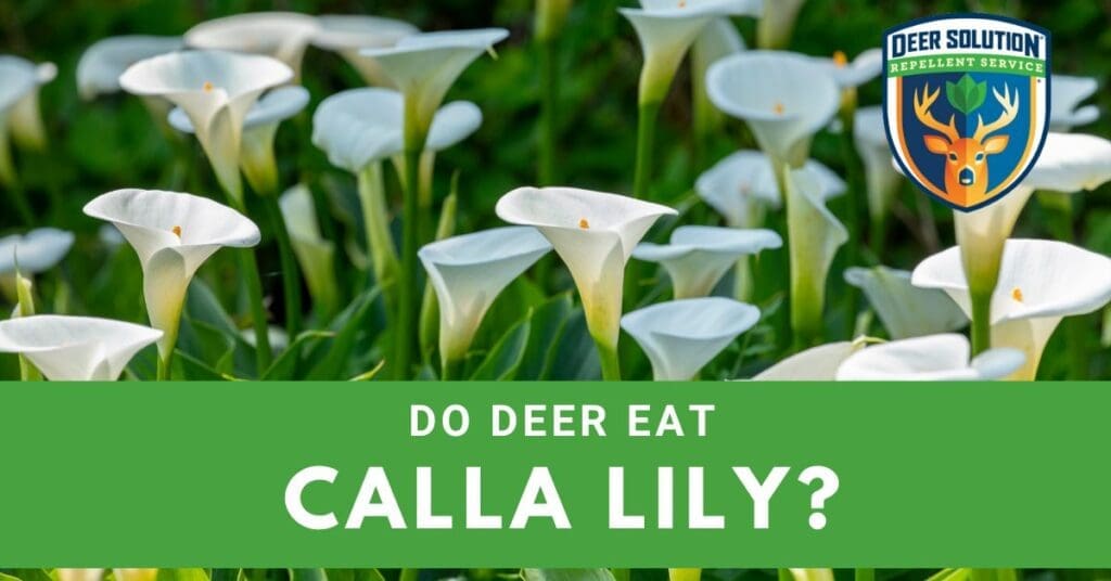 Calla Lily - Deer Solution®