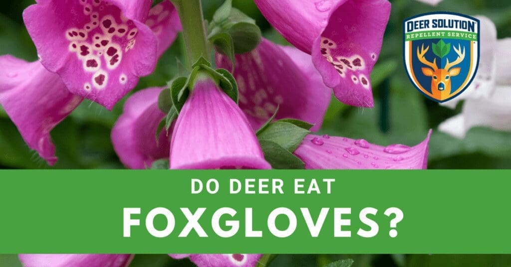 Do Deer Eat Foxgloves? Deer Solution's Insightful Exploration