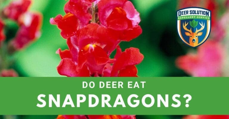 Do Deer Eat Snapdragons? - Deer Solution®