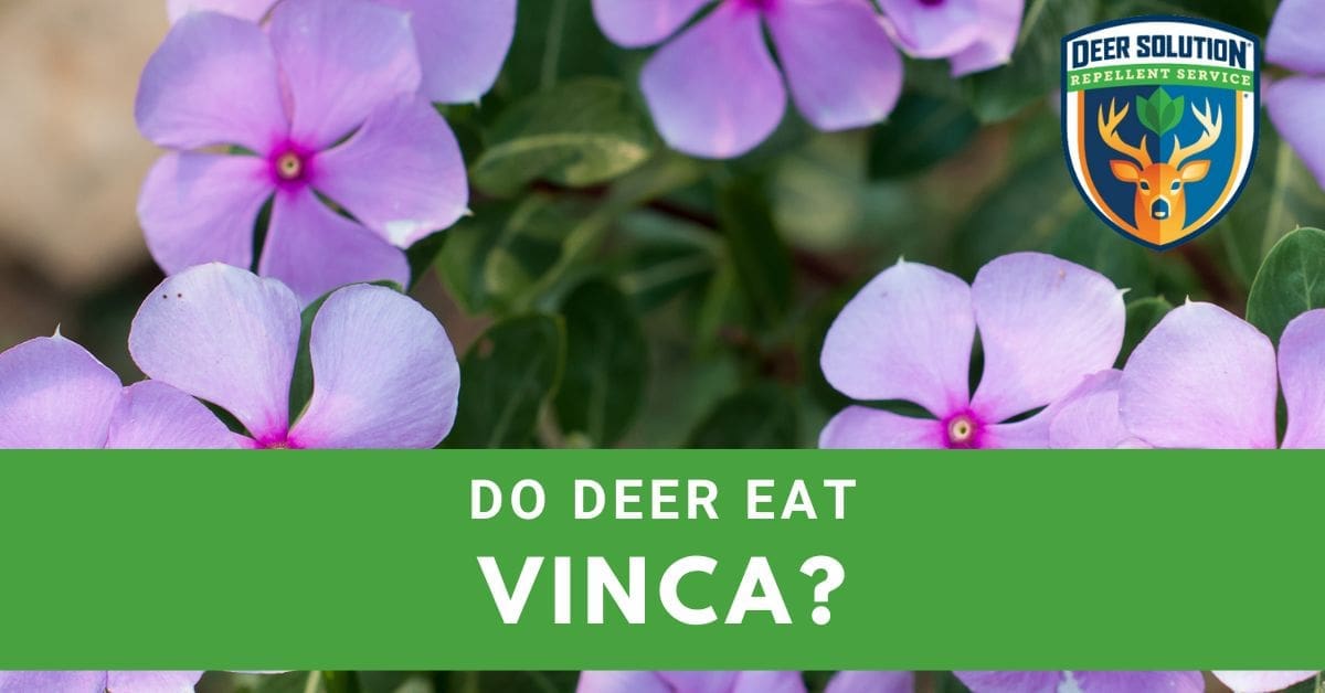 Deer Eating Habits Do They Consume Bush Vincas?